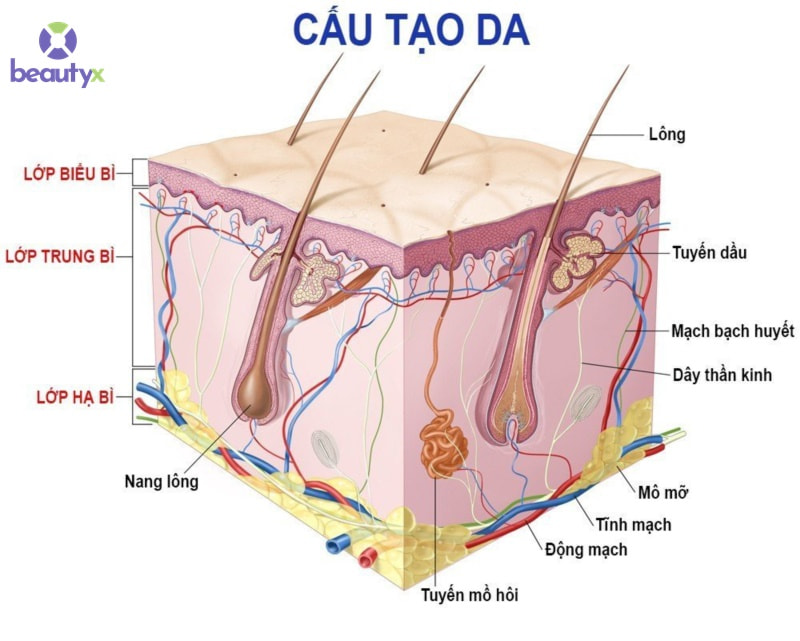 căng bóng da 2